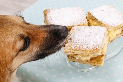 masadan yemek çalan köpek
