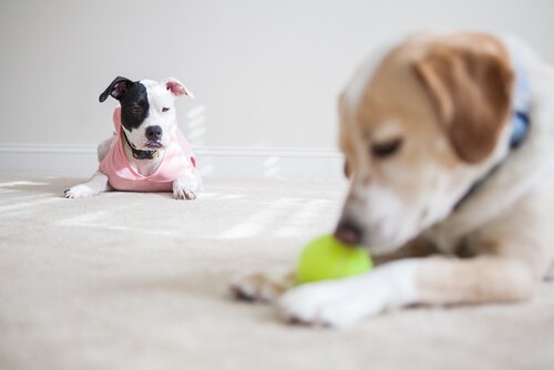 köpekler kıskançlık yapar mı