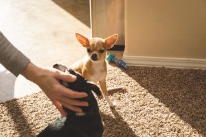 Köpeklerde Kıskanma Duygusu Var Mıdır?