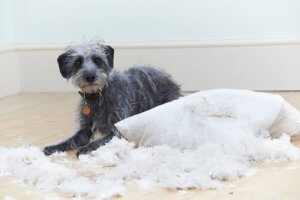 Köpeklerde 6 Davranış Problemi