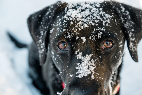 Köpeklerde Hipotermi: Belirtileri ve Tedavisi