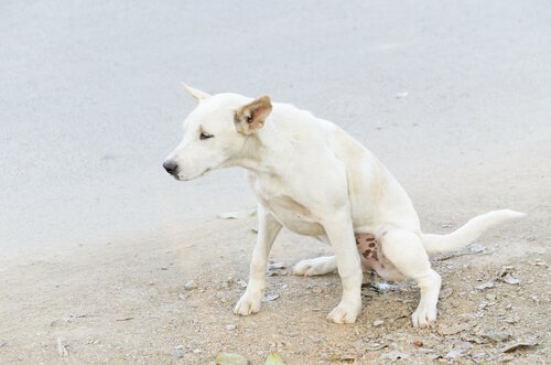köpeğim çişini kaçırıyor
