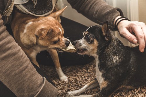 köpeklerde kıskanma duygusu