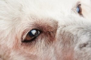 Köpeklerde Konjunktivit: İlk Semptomları ve Tedavisi