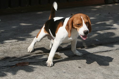 çişini yapan köpek