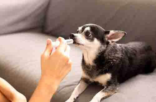köpeklere ilaç yutturmak