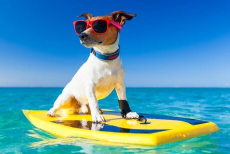 güneş gözlüklü sörf yapan köpek