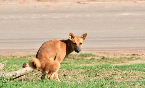 kakasını yapan köpek