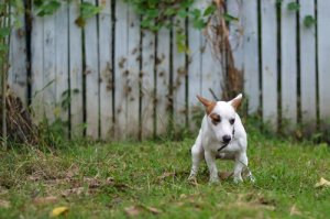 Köpeklerde Giyardiyaz