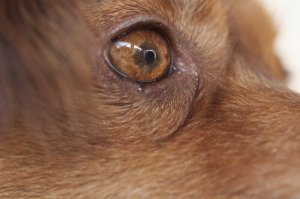 Köpeklerde Pembe Göz: Belirtileri, Önlenmesi, Tedavisi