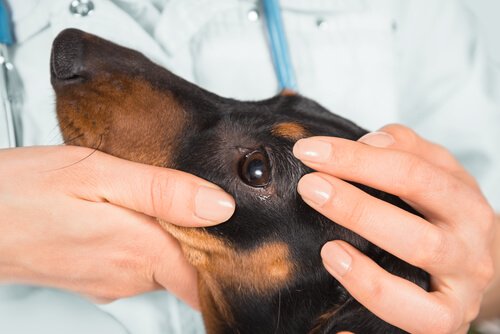 köpek veterinerde