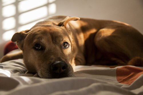 korkmuş köpek