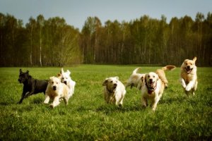 Köpeğinize Çağırıldığında Gelmeyi Öğretmek