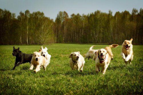 Köpeğinize Çağırıldığında Gelmeyi Öğretmek