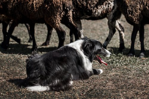 Koyun sürüsünü güden çoban köpeği