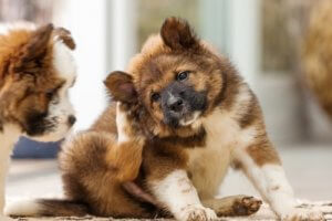 Köpeklerde Kulak Kaşıntısı