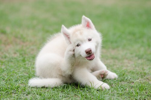 çimlerde kaşınan köpek