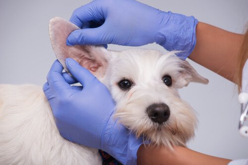 Kulak kontrolü yapılan beyaz bir köpek