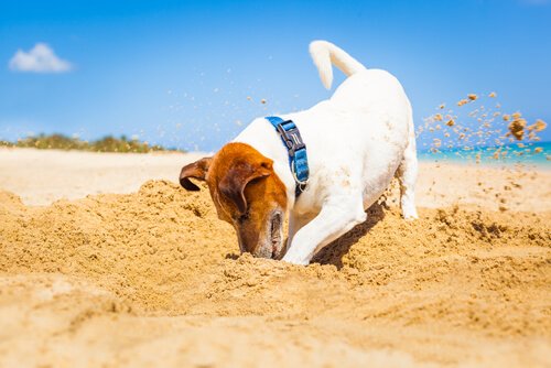 Kumda çukur kazan bir köpek