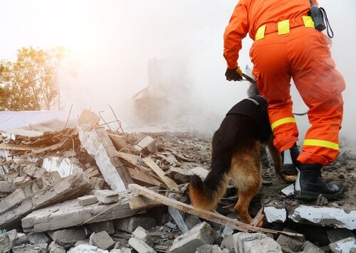kurtarma köpekleri