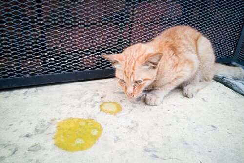 kusan kedi