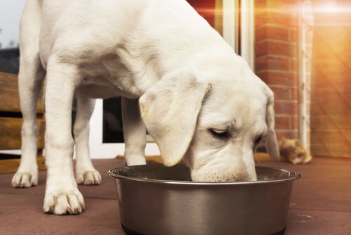 köpekler için sağlıklı beslenme