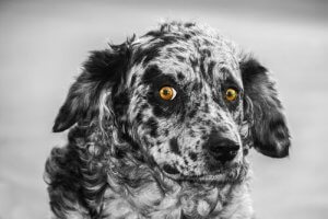 Leon Çoban Köpeği Hakkında Bilmeniz Gerekenler