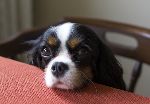 masada yemek isteyen köpek