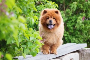 Mavi Dilli Köpek Cinsleri ve Özellikleri