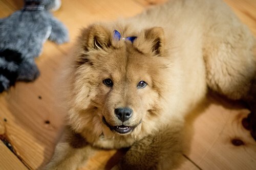 mavi dilli chow chow köpekleri