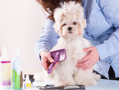 taranan minik köpek