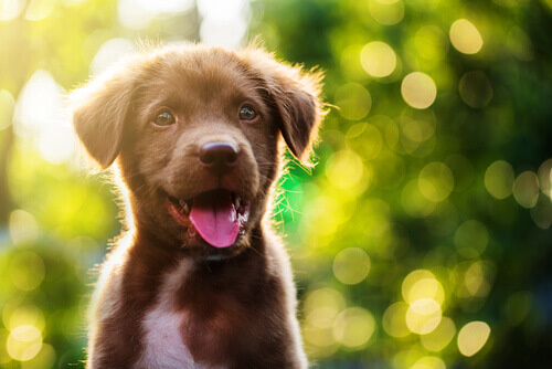 melez köpekler ve safkan köpekler