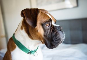 Köpeklerde Depresyon Belirtileri
