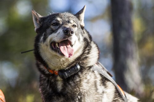 norveç elkhound