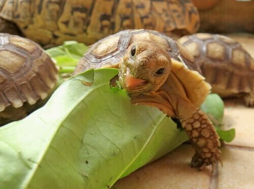 Afrika Kaplumbağaları Nasıl Beslenir?