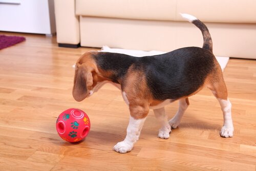 topla oynayan köpek