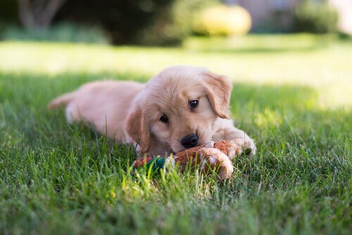 Çimlerde oyuncakla oynayan bir köpek yavrusu