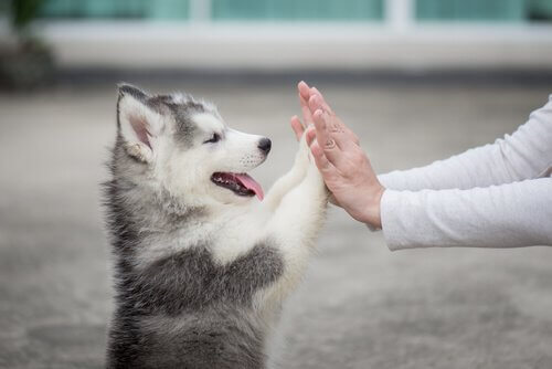 Pati veren köpek yavrusu