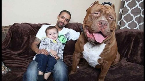 bir aile köpeği olarak pitbull