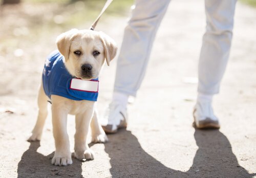 rehber köpeğin yavru iken eğitimi