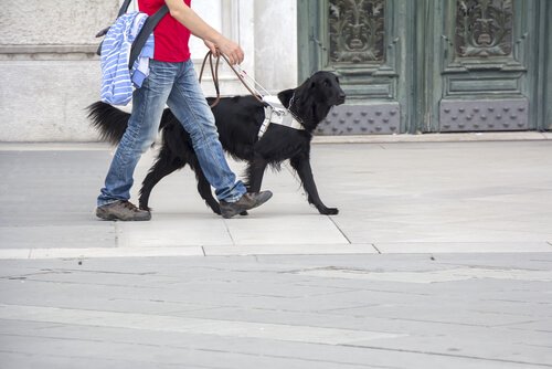 sahibiyle yürüyen rehber köpek