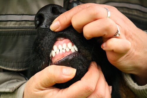 köpek dişleri