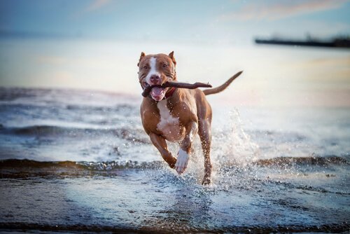 Köpekler İçin Eğlenceli Oyunlar ve Etkinlikler