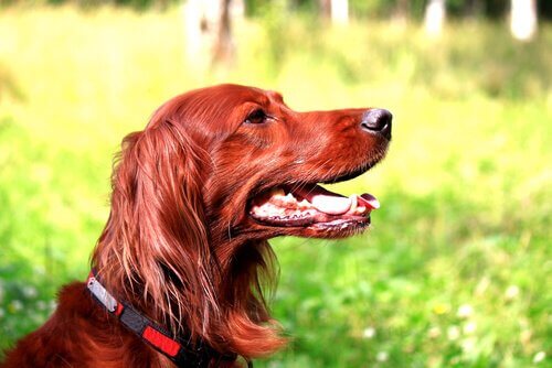 setter cinsi köpek