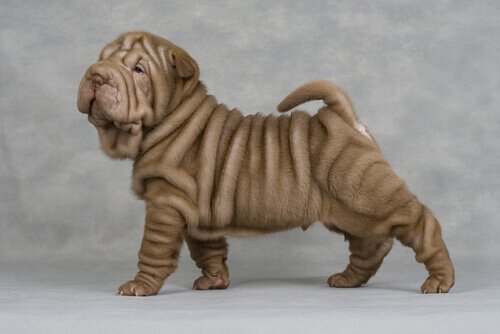 shar pei icnsi köpek