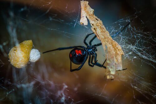 doğada siyah kırmızı örümcek