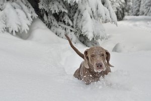 Soğuk İklim Köpekleri Arasından 10 Köpek Cinsi