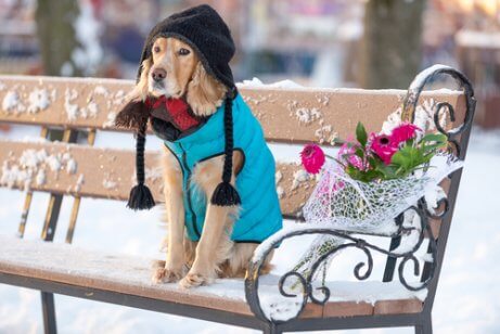 soğukta oturan şapkalı giysili köpek