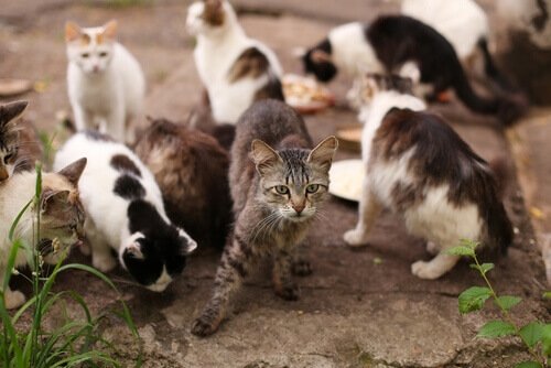 sokak kedilerinde bulaşıcı hastalıklar