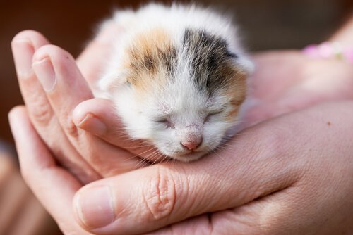 Yeni Doğmuş Yetim Yavru Kedi Bakımı My Animals